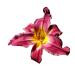 Sugar Plum Jam - Daylily