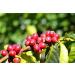 Java Kayumas Green Coffee Beans (1000g) - High Quality Mocha Raw Coffee - Buy Online on GoSupps.com