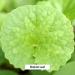 Banyan Botanicals Brahmi/Gotu Kola Powder - Organic Centella Asiatica for Focus & Calm - 8oz, Non-GMO, Vegan - Buy Online on GoSupps.com