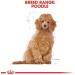 Royal Canin Dry Puppy Food - Poodle 3 kg - Buy Online on GoSupps.com