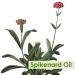 Crysalis Spikenard (Nardostachys Grandiflora) Oil |100% Pure & Natural Undiluted Essential Oil Organic Standard |for Undiluted Therapeutic Grade |Aromatherapy Oil - for All Skin Types 15ml Dropper Spikenard 15 ml (Pack of 1) - Buy Online on GoSupps.com