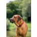 Shop Hunter Neopren Vario Plus Dog Collar - Padded Nylon Red/Black M-L (45-50 cm) - Perfect for Comfortable International Shipping - Buy Online on GoSupps.com