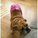 Glenndarcy Dog Diapers Without Tail Hole - XL Dotty Pink for Frenchies & Bulldogs - Premium Dog Pants - Buy Online on GoSupps.com