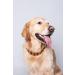 Ilikeamber.com - 100% Baltic Amber Chain for Dogs & Cats | Natural Tick Protection | Premium Dog Collar - Buy Online on GoSupps.com