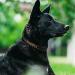 Tagme Personalized Large Dog Collar - Embroidered Reflective Nylon with Pet Name & Phone Number - Black (1 Pack) - Buy Online on GoSupps.com