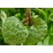 20 Fresh Custard Apple Annona Squamosa Seeds - Sugar Apple Sweetsop - Buy Online on GoSupps.com