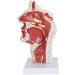 Model of Pathological Showing Nasopharynx Nasal Cavity Oral Cavity Pharynx Larynx - Buy Online on GoSupps.com