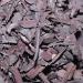 Veena Neotea Rajantot Root Alkanet/Vembalam Pattai Alkanet Root (500 gm) - Buy Online on GoSupps.com