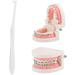 Verdingly Touch Toothbrush 3-Pack | Small Head Jaw-Friendly Toothbrush for Braces | Effective Tooth Cleaning - Buy Online on GoSupps.com