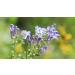 Skullcap Tincture - 100ml (Scutellaria lateriflora) - Pack of 1 - Buy Online on GoSupps.com