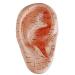 Heaautaut English Version Ear Acupuncture Earpins Model Model Auricular Application Model Ear Acupuncture Points Model