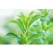 Herbal Magic's Pure & Natural Whole Dried Stevia Leaf Cuts Natural Sweetener Whole Leaves Used Premium Quality Stevia Leaf Cuts -100g - Buy Online on GoSupps.com