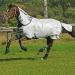 MIO FLY RUG BRONZE/NAVY 5'9 Bronze / Navy 5ft 9in - Buy Online on GoSupps.com