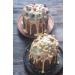 Organic Premium Almond Mus - 1kg Raw Food Quality Nut Butter | No Sugar No Additives Palm Oil-Free - Buy Online on GoSupps.com