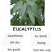 BEMT Eucalyptus Essential Oil 100% Pure & Natural Undiluted Aromatic Oil for Diffusers Home Fragrance & DIY Care | Organic Standard | 15 ml with Dropper - Buy Online on GoSupps.com