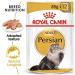 Royal Canin Persian Adult in Gravy Wet Cat Food 85g (48 Pack) - Buy Online on GoSupps.com