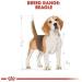 Royal Canin Beagle Adult Dry Dog Food 12kg - Buy Online on GoSupps.com