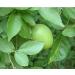 NN Vilvam Leaf Powder 100 g - Buy Online on GoSupps.com