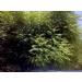 Neem Bark Capsules Organic 400mg 120 Ct - Digestion & Oral Care Support for People & Pets - Vegan - USA Grown - Buy Online on GoSupps.com