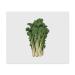 2 x 'Pak Choi' Microfiber Lens/Glasses Cleaning Cloths (LC00024924)