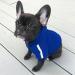 Ducomi Hood Dogs Sweatshirt - 100% Cotton Dog Sweater for All Breeds & Sizes - Warm Monochrome Coat from XS to 9XL (Blue XS) - Buy Online on GoSupps.com