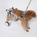 Shower Stool Mobility Pet Dog Wheelchair Cart Full Support 2 Wheel Adjustable for Small Dog Hind Legs Rehabilitation Easy Assemble White S Uptodate1 White S - Buy Online on GoSupps.com