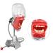 Dental Simulator Manikin Phantom Head Model with Bench Mount - Educational Teeth Model for Dental Training (Table Type) - Buy Online on GoSupps.com