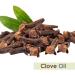 Clove Oil (Syzygium aromaticum) 100% Pure & Natural Undiluted Uncut Essential Premium Aromatherapy Oil - 15ml Clove 15 ml (Pack of 1) - Buy Online on GoSupps.com