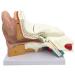 Human Anatomy Model Ear 5 Times Life Size 3 Pieces Model Anatomical Structure Detachable Ear Training for Aid