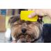 LovinPup Double Sided Dog Flea Comb - Professional Grooming and Lice Comb Set for Cats and Dogs - Buy Online on GoSupps.com