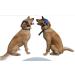 Adjustable Dogs Baseball Cap with Ear Holes - Breathable Sun Hat for Pets - Summer Travel Dog Cap for Puppies - Brown - Buy Online on GoSupps.com