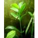 7 RED MANGROVE Aquarium Fish Plants or MANGROVE SEEDS 7-11 inches
