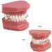 ERNZI Dental Template Orthodontic Model - Semi-Ceramic Half Mount for Accurate Oral Assessments | International Shipping Available - Buy Online on GoSupps.com