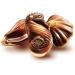  GuyLian Guylian Set of 6 chocolate shells 250g - Buy Online on GoSupps.com
