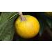 Indigo Herbs Organic Lucuma Powder 500g 500 g (Pack of 1) - Buy Online on GoSupps.com