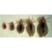 Lice Ladies EVICT All-Natural Fast-Acting Lice Treatment Mousse 2-Pack - Homeopathic Formula | Non-Toxic & Safe | 4oz Foam Applicators - Buy Online on GoSupps.com