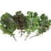 4 gramos de semillas de la Red Blend Kale - Buy Online on GoSupps.com