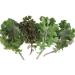 4 gramos de semillas de la Red Blend Kale