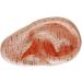Geynutaly English Version Ear Acupuncture Earpins Model Model Auricular Application Model Ear Acupuncture Points Model - Buy Online on GoSupps.com