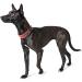HUNTER DIVO Red & Grey Nylon Dog Collar for Small Dogs - Premium Quality & Comfort - Buy Online on GoSupps.com