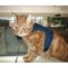 Mynwood Cat Jacket/Harness Black Watch Tartan Adult Cat - Buy Online on GoSupps.com