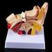 Ear Human Anatomy Model 1.5 Times Life Size Medical Training Support - Buy Online on GoSupps.com
