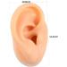 Human Ear Model Earrings Display Set - 4pcs Pierced Ear Piercing Jewelry Simulator for Studs - Assorted Colors - 5.66x4.88x5cm - Buy Online on GoSupps.com