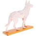 Nicfaky Anatomical Dog Model Acupuncture Anatomy Acupuncture Point Model of the Dog Body with 72 Acupuncture Points Study Model - Buy Online on GoSupps.com