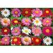 500+Painted Perennial Daisy Flower Seeds Pink Red White MidSummer Mix 16gram
