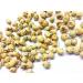 Paneer DODI | Indian Rennet | Paneer Doda | Withania coagulans 1000g - Buy Online on GoSupps.com