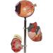 Body Model Diabetes Diabetes Diabetic Body Model Pathological Anatomical Model 5 Rooms Removable Human Anatomy Science Diabetes - Buy Online on GoSupps.com