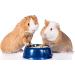 Bubimex | Rodent Food Bucket 3 kg - Buy Online on GoSupps.com