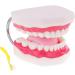 6x Magnification Dental Care Model - Mouth Teeth & Tongue with Toothbrush | Enhance Dental Education & Hygiene - Buy Online on GoSupps.com