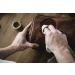 HOLZRICHTER Berlin Leather Care Set - Premium Leather Preparation with Grease Brush & Sponge - 30 ml - Buy Online on GoSupps.com